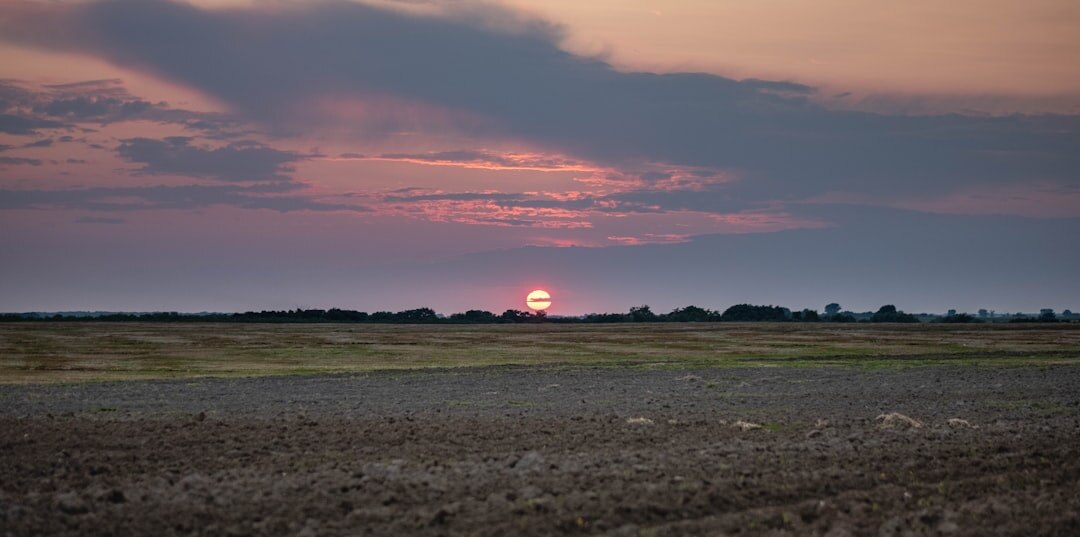 Wheat fields in rural Slavonia at sunset
